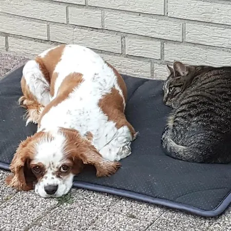 Eurode Grenzenlos - Drei Laender In Greifbarer Naehe Διαμέρισμα Άαχεν